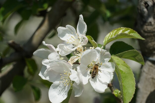 Hermosa foto de una abeja en una flor blanca