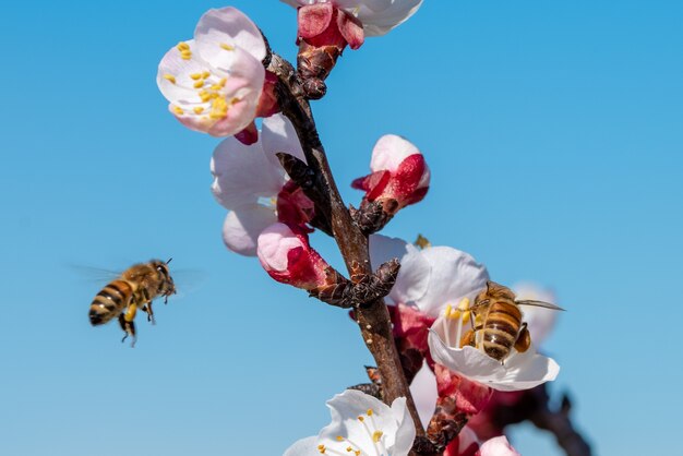 Hermosa foto de abejas recolectando néctares de una flor de albaricoque en un árbol con un cielo azul claro