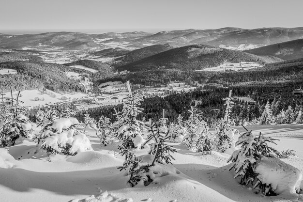 Hermosa foto de los abetos y montañas cubiertas de nieve