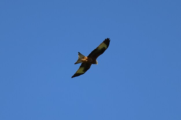Hermosa foto de un águila volando sobre un cielo azul