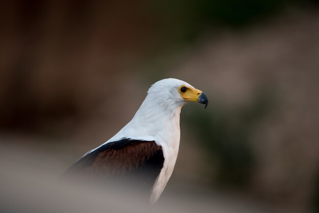 Hermosa foto de un águila