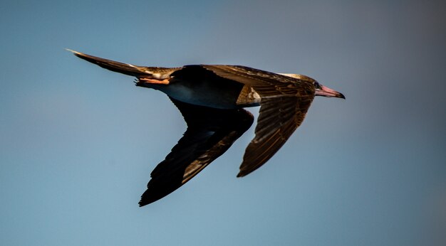 Hermosa foto de un albatros de Laysan disfrutando libremente de su vuelo sobre el mar de Coral