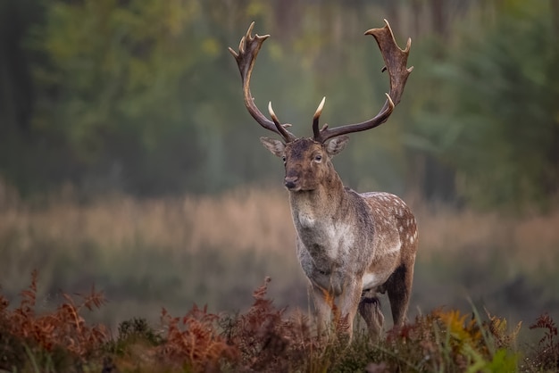 Hermosa foto de un alce solitario con largos cuernos en el bosque en un borroso