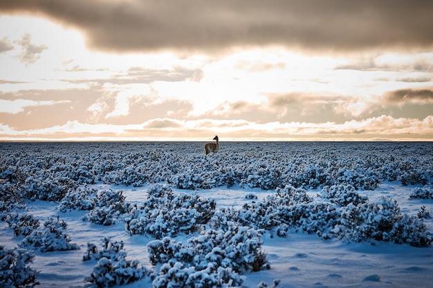 Hermosa foto de una alpaca de pie en un campo cubierto de nieve bajo un cielo nublado