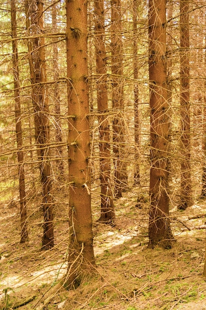 Hermosa foto de altos árboles desnudos en el bosque en otoño