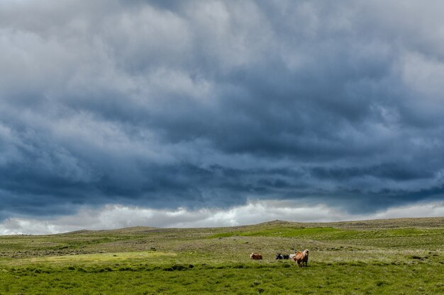 Hermosa foto de animales pastando en un greenfield bajo el cielo nublado