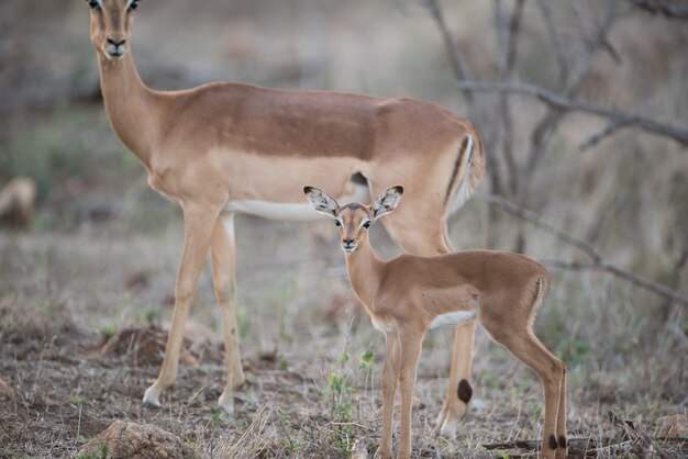 Hermosa foto de un antílope bebé y madre