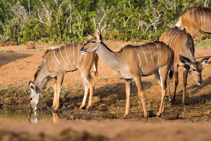 Foto gratuito hermosa foto de antílopes africanos salvajes cerca de un lago