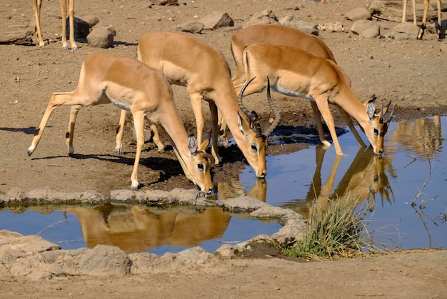 Hermosa foto de antílopes bebiendo agua de un lago en safari