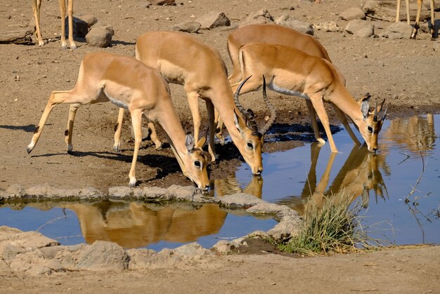 Hermosa foto de antílopes bebiendo agua de un lago en safari