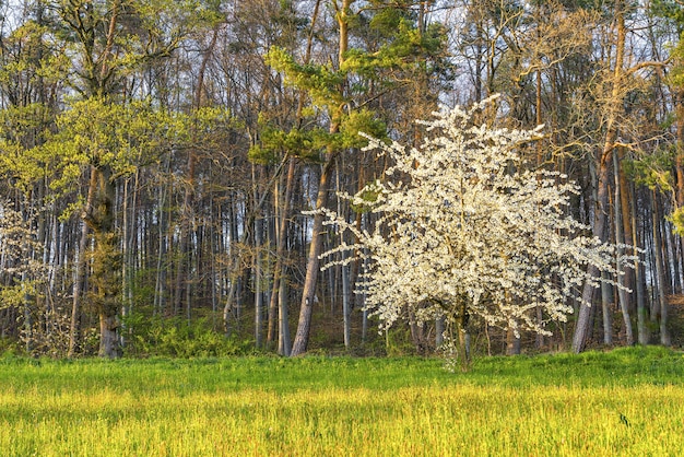 Hermosa foto de un árbol blanco floreciente rodeado de vegetación