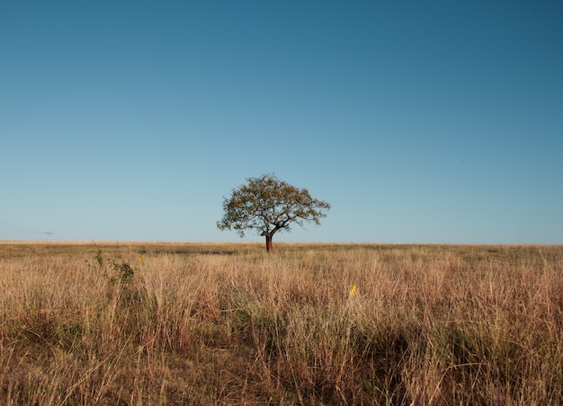 Foto gratuita hermosa foto de un árbol en un campo