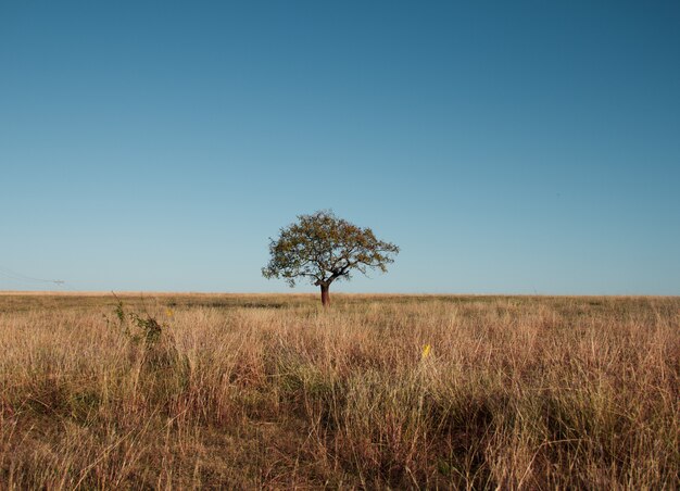 Hermosa foto de un árbol en un campo