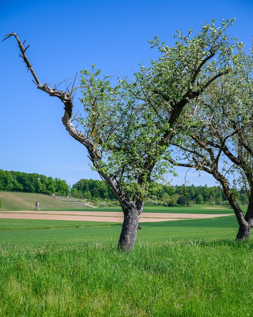 Hermosa foto de un árbol en crecimiento en medio de un campo verde