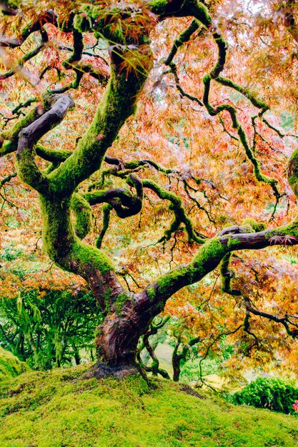 Hermosa foto de un árbol con curvas con increíbles hojas de colores en la cima de una colina verde empinada