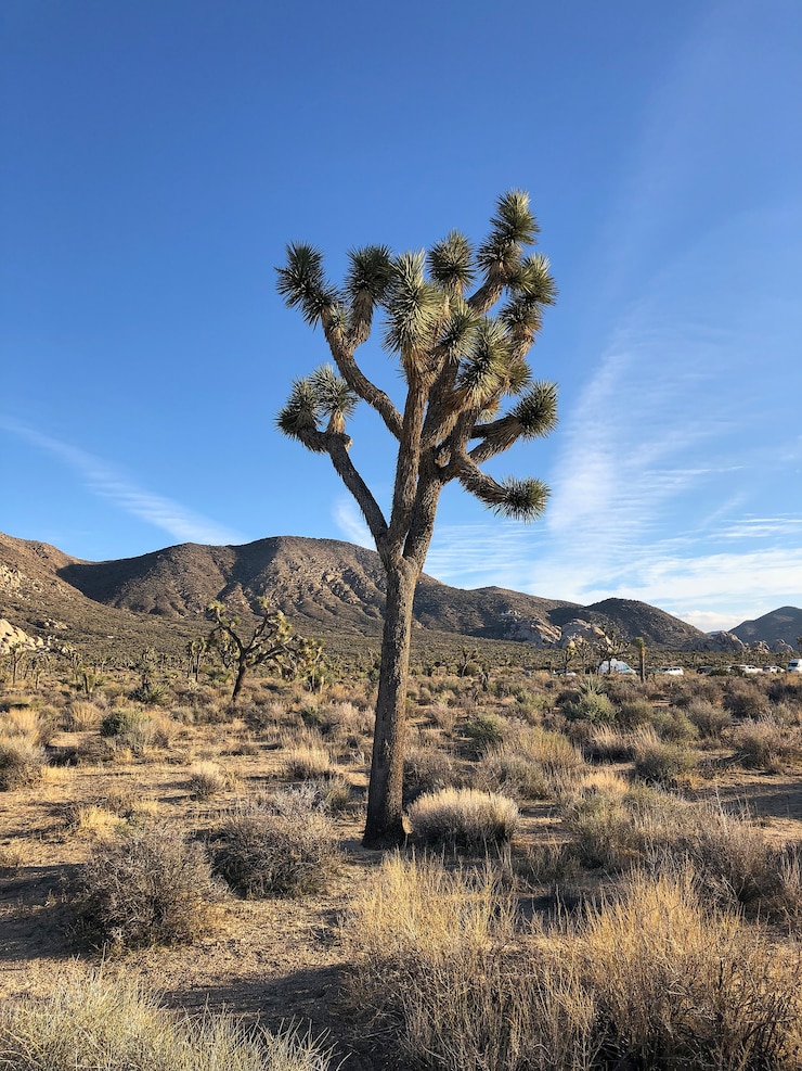 Foto gratuito hermosa foto de un árbol de joshua en el desierto de nuevo méxico con el cielo azul