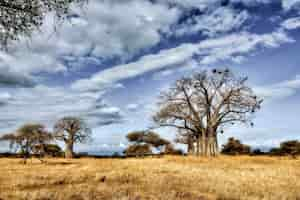 Foto gratuita hermosa foto de un árbol en las llanuras de la sabana con el cielo azul