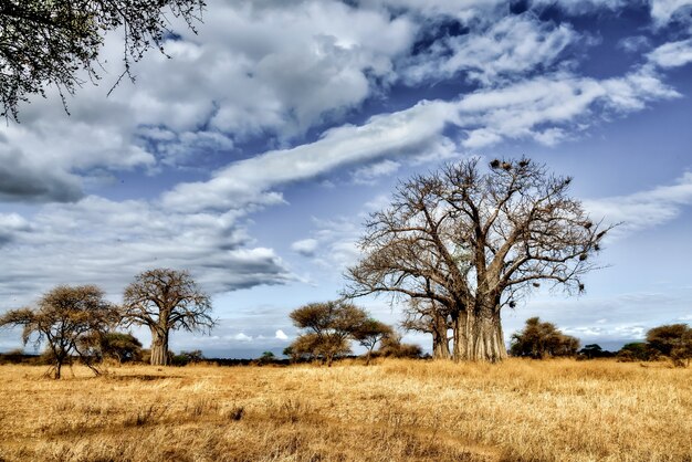 Hermosa foto de un árbol en las llanuras de la sabana con el cielo azul