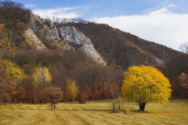 Hermosa foto de un árbol solitario con hojas amarillas de pie en un campo rodeado de colinas