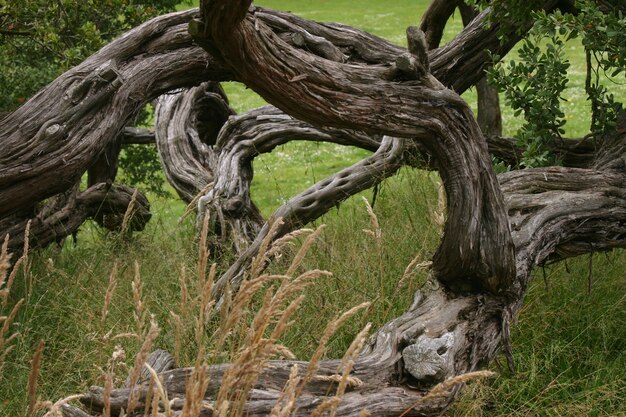 Hermosa foto de un árbol viejo en un campo de hierba