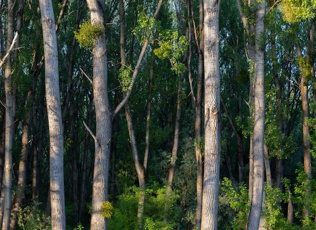 Hermosa foto de árboles altos con hojas verdes en el bosque en un día soleado