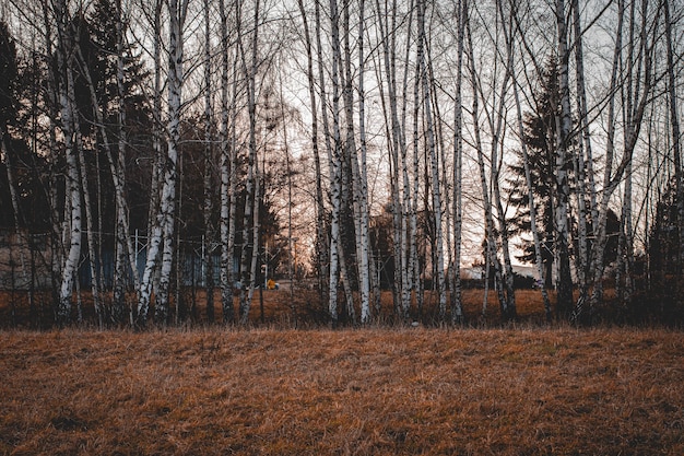 Hermosa foto de árboles altos con ramas desnudas en el bosque en un día sombrío