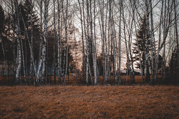 Hermosa foto de árboles altos con ramas desnudas en el bosque en un día sombrío