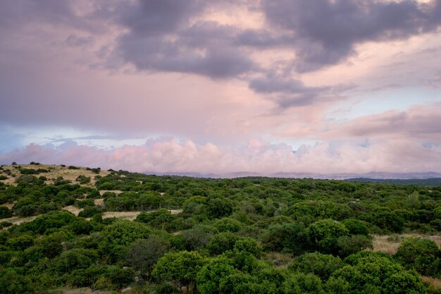 Hermosa foto de árboles en el bosque con un cielo nublado de fondo