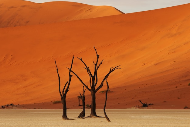 Hermosa foto de árboles desnudos del desierto con una duna naranja gigante