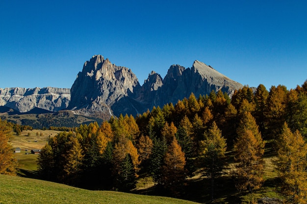 Hermosa foto de árboles verdes y montañas en la distancia en Dolomita Italia