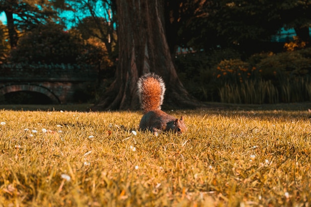 Hermosa foto de una ardilla marrón en los campos