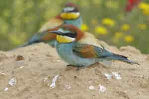 Foto gratuita hermosa foto de aves abejaruco europeo posado sobre una roca en el bosque