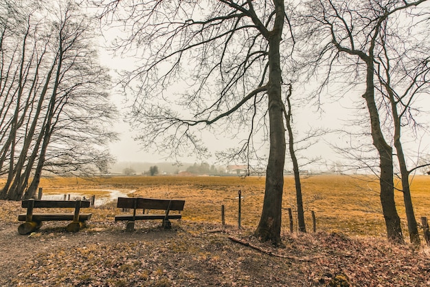 Foto gratuita hermosa foto de bancos de madera en un parque forestal