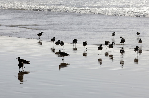 Hermosa foto de una bandada de pájaros negros en el océano con su reflejo en el agua