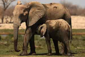 Foto gratuita hermosa foto de un bebé elefante abrazando a su madre