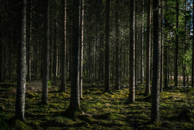 Hermosa foto de un bosque con altos árboles verdes con el sol brillando a través de las ramas