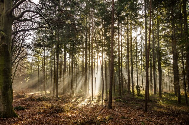 Hermosa foto de un bosque con altos tes verdes durante el día
