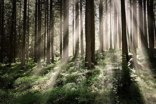 Hermosa foto de un bosque con árboles altos y brillantes rayos de sol brillando