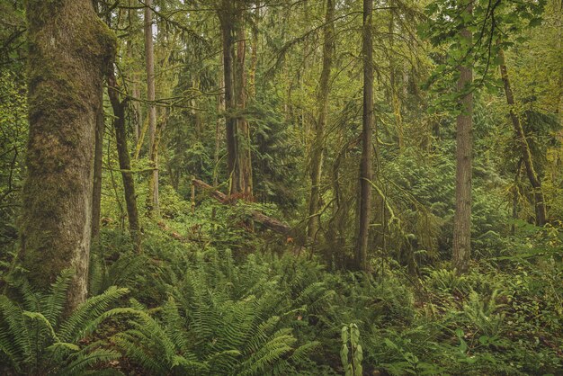 Hermosa foto de un bosque con árboles cubiertos de musgo y plantas de hojas verdes