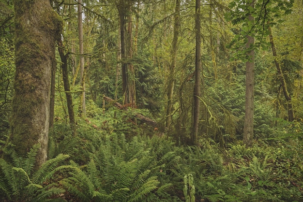 Hermosa foto de un bosque con árboles cubiertos de musgo y plantas de hojas verdes