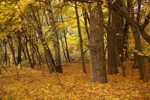 Foto gratuita hermosa foto de un bosque con árboles desnudos y las hojas amarillas de otoño en el suelo en rusia