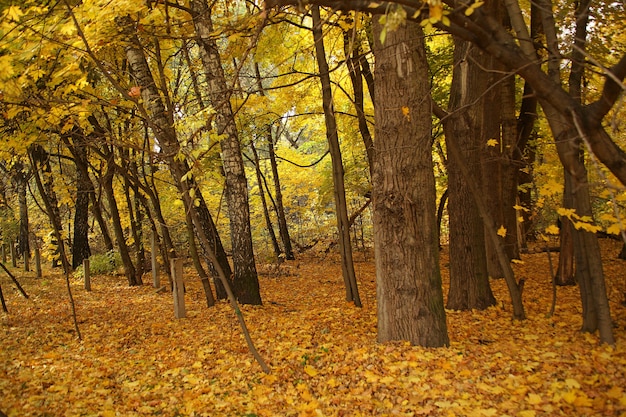 Hermosa foto de un bosque con árboles desnudos y las hojas amarillas de otoño en el suelo en Rusia