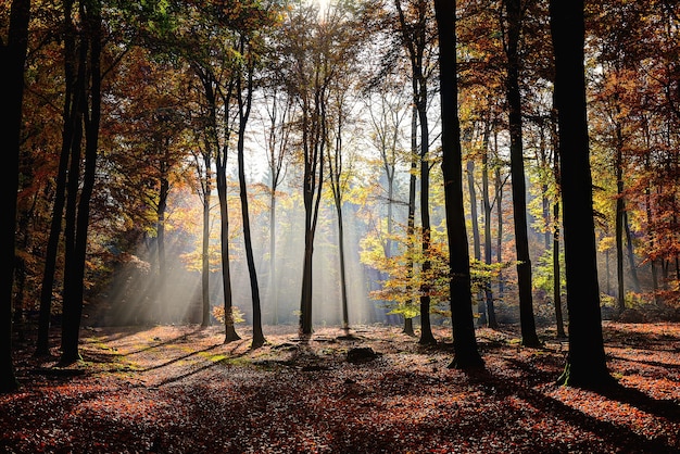 Hermosa foto de bosque con árboles de hojas amarillas y verdes con el sol brillando a través de las ramas