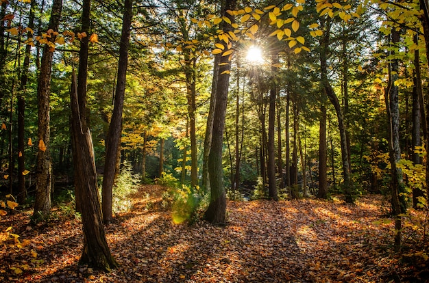 Hermosa foto de un bosque con árboles verdes y hojas amarillas en el suelo en un día soleado