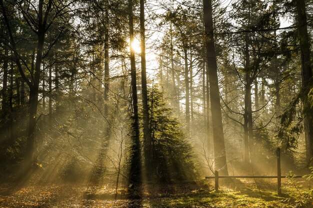 Hermosa foto de un bosque con árboles verdes y el sol brillando a través de las ramas