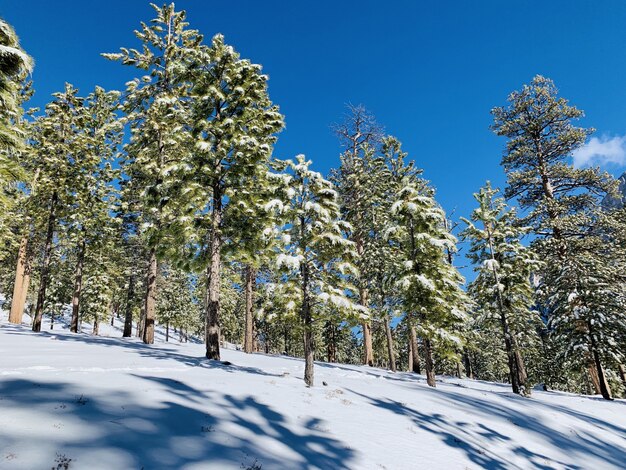 Hermosa foto de un bosque en una colina nevada con árboles cubiertos de nieve y cielo azul