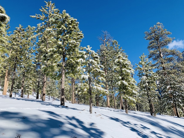 Hermosa foto de un bosque en una colina nevada con árboles cubiertos de nieve y cielo azul