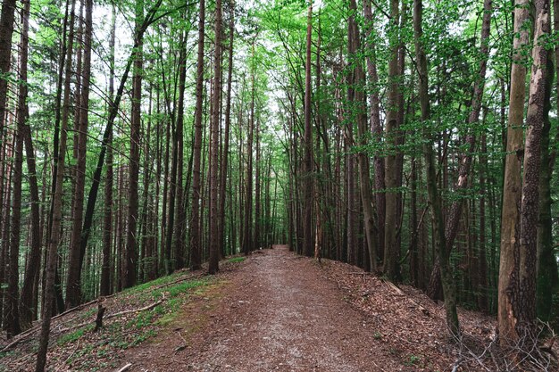 Hermosa foto de un bosque lleno de árboles y un pequeño camino en el medio