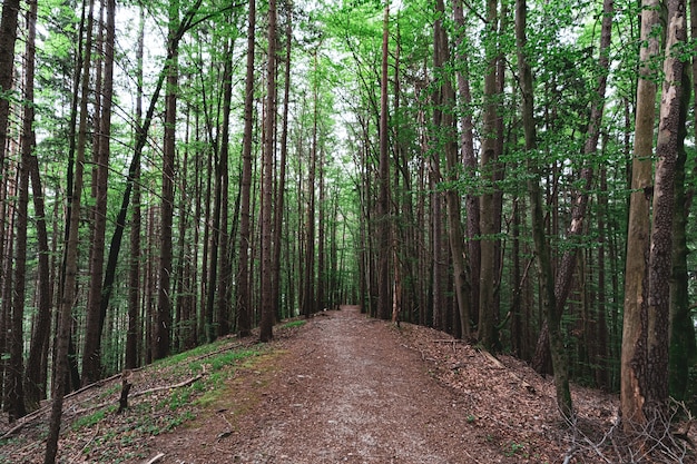 Hermosa foto de un bosque lleno de árboles y un pequeño camino en el medio