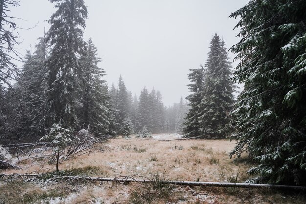 Hermosa foto de un bosque neblinoso de invierno